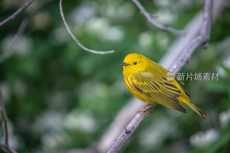 美洲黄莺，Reinita de Manglar， (Setophaga petechia)，黄莺。